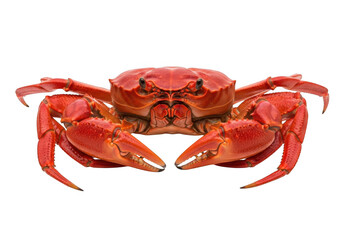 Red king crab isolated on transparent background