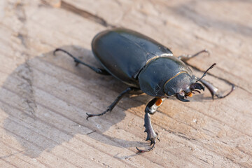 female poplar stag beetle on a board