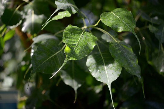 菩提樹　8号　朴もの　画像アップしました。 菩提樹」の写真素材 | 568件の無料イラスト画像 | Adobe Stock