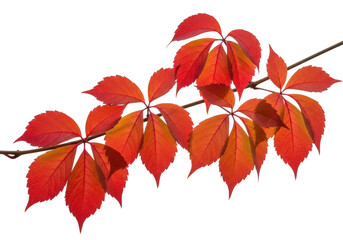 Vibrant red autumn leaves on a branch isolated on transparent background