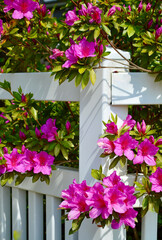 pink flowers by the fence.