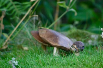 A cluster of wild mushrooms grows on lush green grass in a forest clearing. The brown caps and stems contrast with the vibrant foliage, capturing the beauty of natural woodland fungi in daylight.
