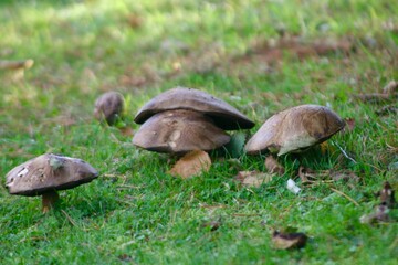 A cluster of wild mushrooms grows on lush green grass in a forest clearing. The brown caps and stems contrast with the vibrant foliage, capturing the beauty of natural woodland fungi in daylight.