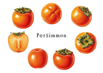Watercolor-style persimmon illustration／柿
