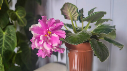 Decorative violets for home decor, indoor plants Drip irrigation Room decoration