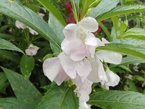 white. This flower has white petals with a slight pink hue and oval-shaped green leaves. There are visible water droplets on the petals and leaves, indicating that this flowerr