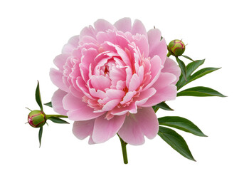Isolated beautiful pink Peony flower with green leaves and buds, springtime nature bloom