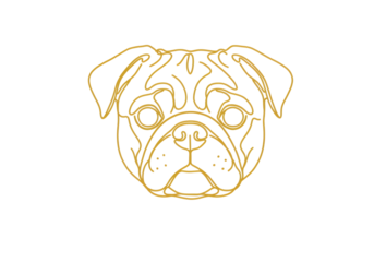 Isolated gold vector line art of a cute pug dog, pet animal illustration on plain backdrop