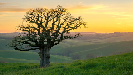 Lone tree on green hill under warm golden sunlight during peaceful sunset