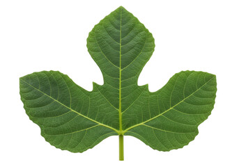 Isolated Fig leaf featuring distinct lobes and serrated edges, symbol of fertility, summer