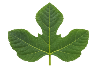 Isolated Fig leaf featuring distinct lobes and serrated edges, symbol of fertility, summer