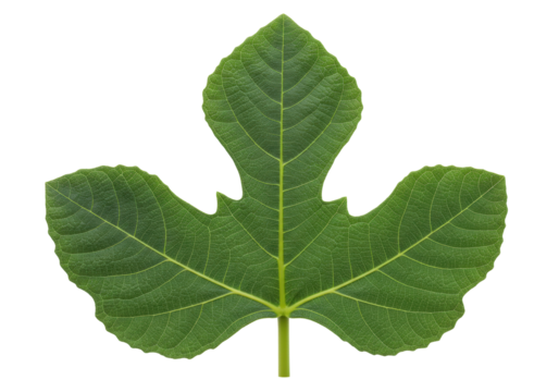 Isolated Fig leaf featuring distinct lobes and serrated edges, symbol of fertility, summer