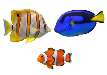 Colorful tropical fish swimming together isolated on transparent background