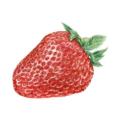 Realistic strawberry color pencils drawing. Summer fruit hand painted. Berry red fruit summer isolated on white background. Not AI generation.