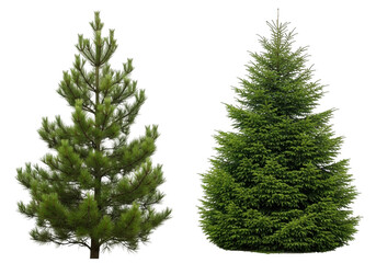 Two green pine trees isolated on transparent background