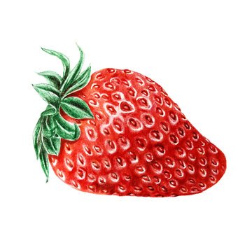 Realistic strawberry color pencils drawing. Summer fruit hand painted. Berry red fruit summer isolated on white background. Not AI generation.