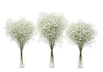 Three bouquets of tiny white flowers in vases isolated on transparent background