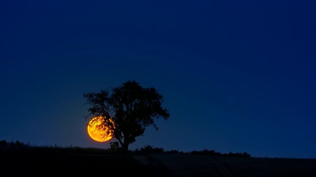 Time lapse of the full moon rising behind a lone tree silhouette and glowing orange against the dark blue sky