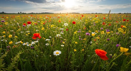 Field of wildflowers under sunlight