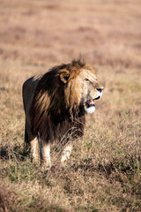 single male lion standing in the bush