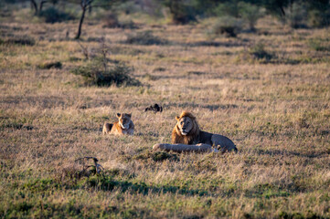 a group of lions in the bush