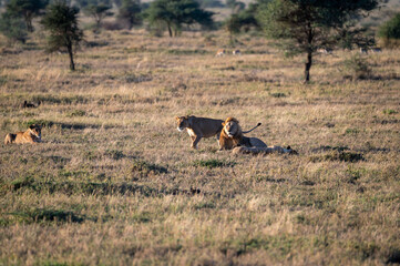 a group of lions in the bush