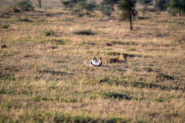 a group of lions in the bush