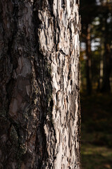 Obraz premium An extreme close-up of tree bark texture in a forest, with sunlight beautifully illuminating the intricate patterns and natural wood details.