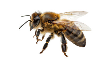 Detailed macro photo of a honey bee isolated on transparent background