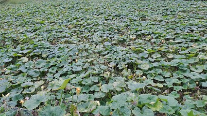 green pumpkin field in autumn countryside