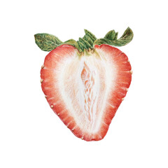 Realistic strawberry drawing. A detailed color pencil sketch of a juicy berry. Red strawberry with green leaves. Isolated on white background. Not AI generation.