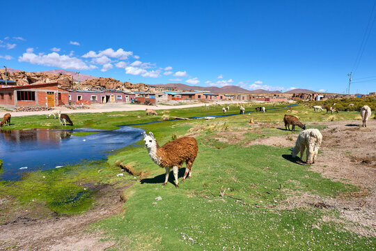 group of lamas in bolivia
