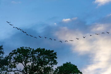 Formation of wild geese flying above trees at sunset against a blue and cloudy sky during the autumn bird migration season