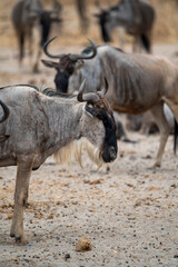 side view of wildbeest gnu