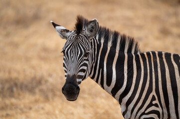 closeup shot of a zebra looking towards the camera