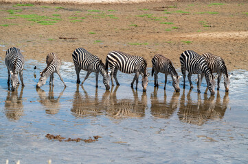 zebra drinking water in river with clear reflection