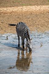 group of zebras drinking water in river with clear reflection