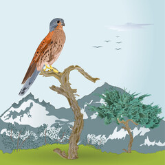 Kestrel on the trunk of an old tree in a mountain landscape watercolor vector illustration editable hand drawn