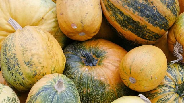 Harvest of many varieties of striped pumpkins and squash