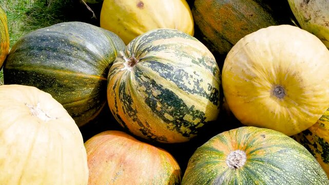 Collection of gourds, pumpkins, and squash on green grass. Cucurbita pepo variety.
