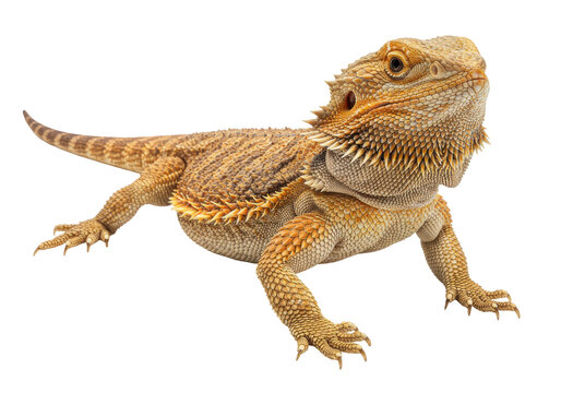 Isolated Bearded Dragon Lizard Resting, Scales Pattern Details and Exotic Animal Colors