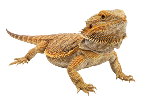 Isolated Bearded Dragon Lizard Resting, Scales Pattern Details and Exotic Animal Colors