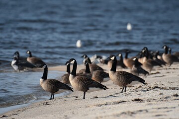 Monmouth County New Jersey: Atlantic Brant Geese by Sandy Hook Bay, New Jersey Shoreline