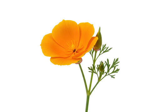 Isolated vibrant yellow California poppy blossom with green foliage and closed buds, single stem