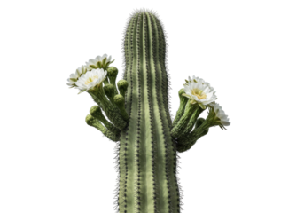 Isolated saguaro cactus with blossoms, Arizona native plant for landscape decoration, nature