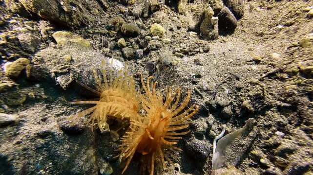 Two file clams with orange-striped tentacles circle each other on the ocean floor. Possibly part of a mating ritual.
