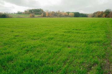 Autumn green wheat field shining in the setting sun and hills