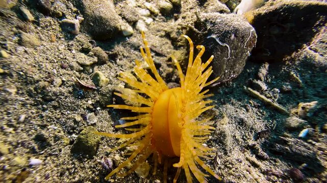 A fileclam moves towards camera over the sandy seabed using the recoil principle. This clam has striped orange tentacles and is known as the Hirase's file clam.