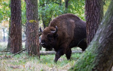 Stado żubrów w starym jesiennym lesie