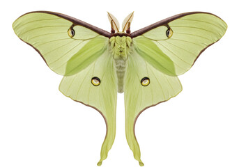 Isolated pale green Luna moth displaying translucent wings and striking eyespots on its wings © Rowan
